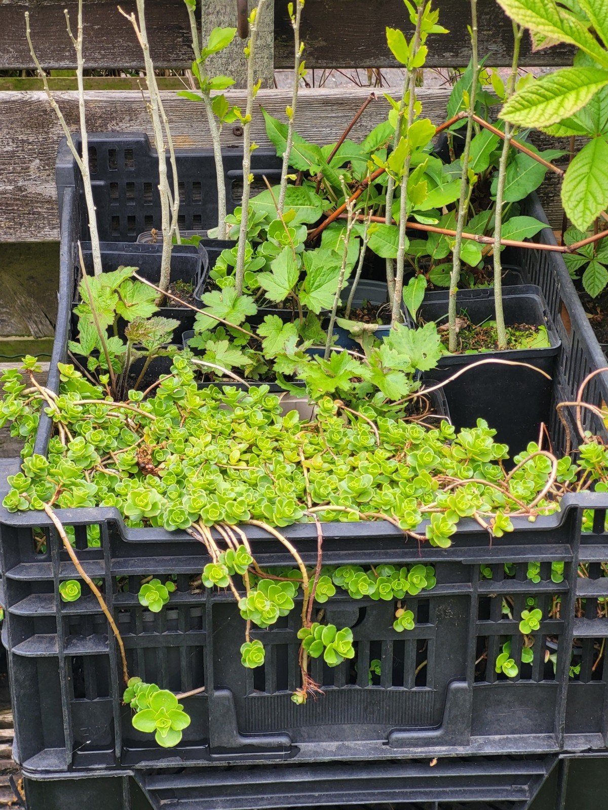 Diverse vaste planten, Ophalen, Overige soorten, Volle zon