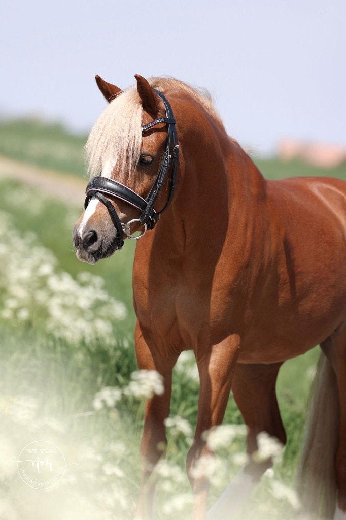 kinder c sportpony, Dieren en Toebehoren, Pony's, Met stamboom, Ruin, Dressuurpony, 3 tot 6 jaar