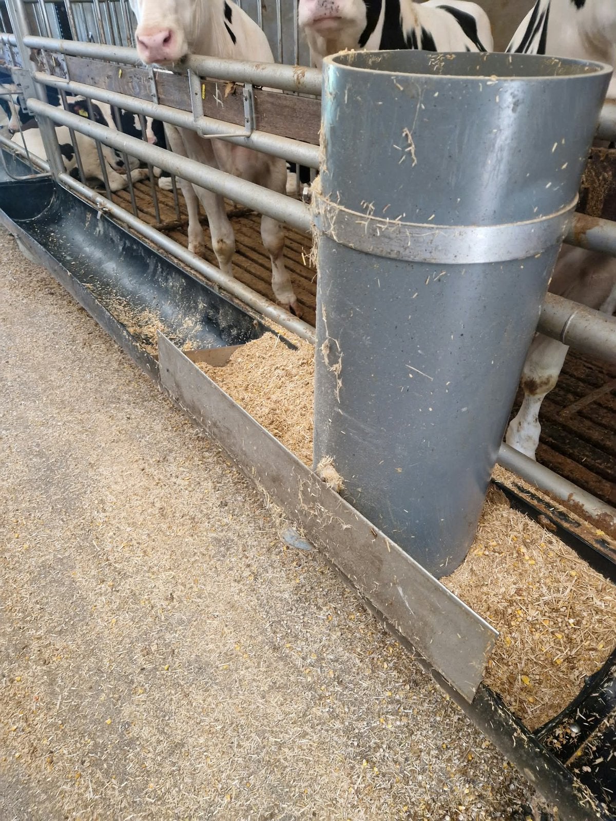 pvc voerbuizen + schot