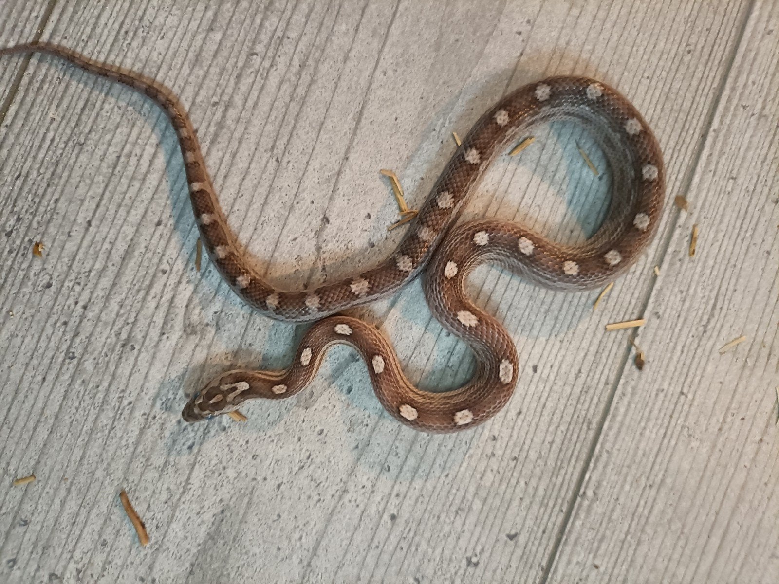 jonge rattenslangen Rat Snake photo 5