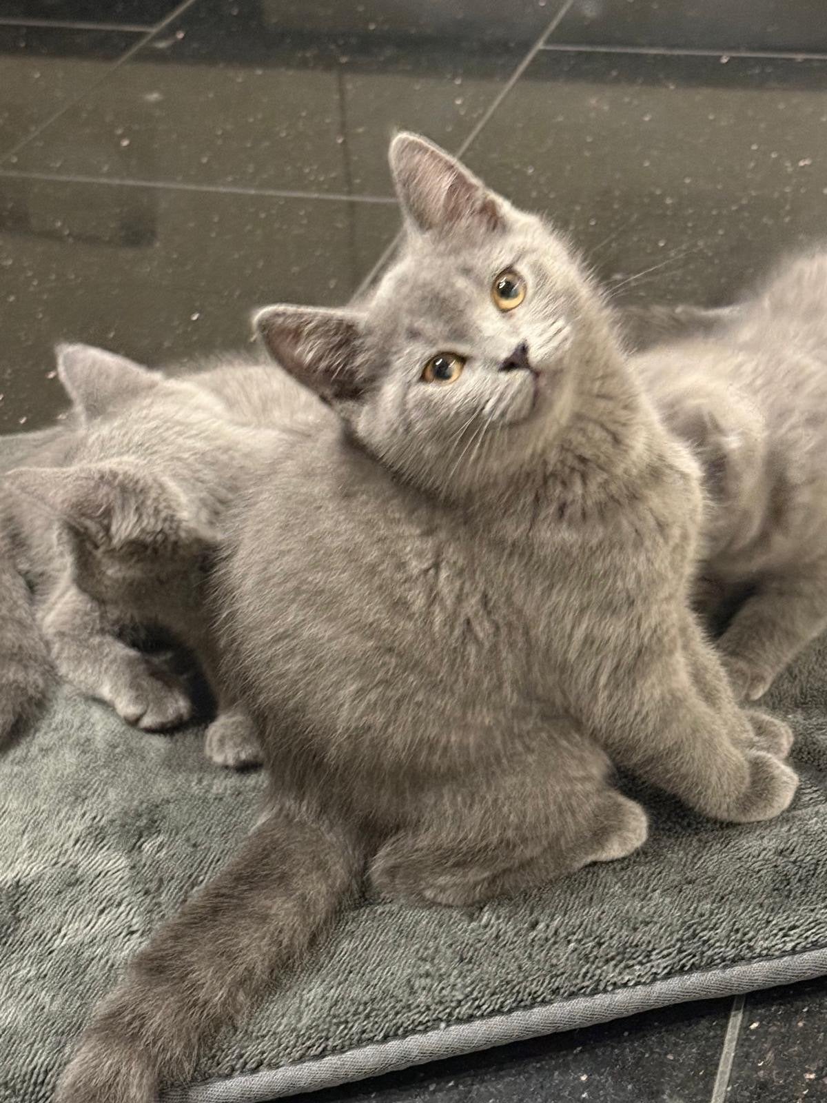 Britse korthaar kater kitten, Kater, Kortharig, 0 tot 2 jaar