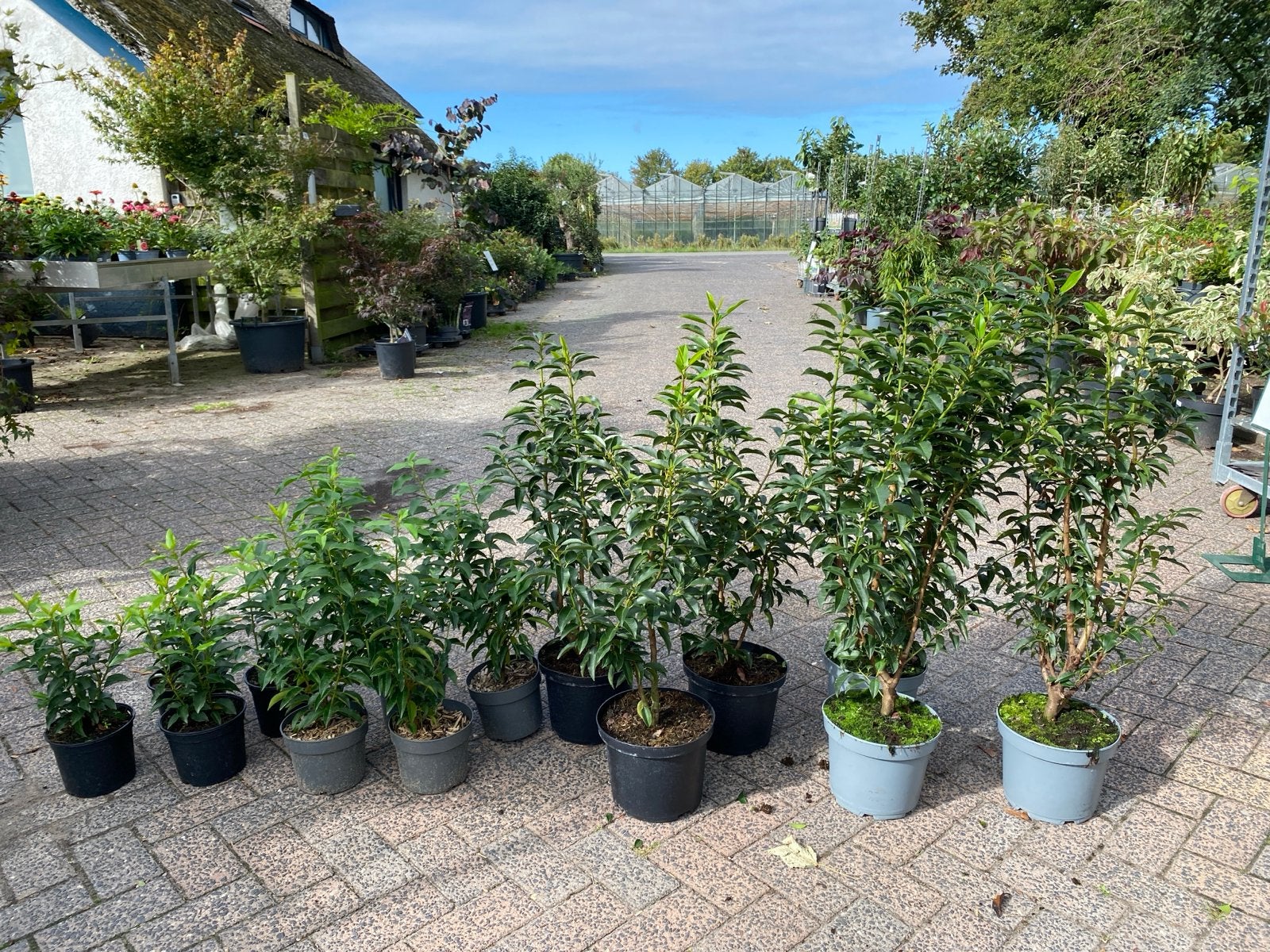 Portugese laurier in 4 verschillende maten, Volle zon, Vaste plant, Lente, Ophalen