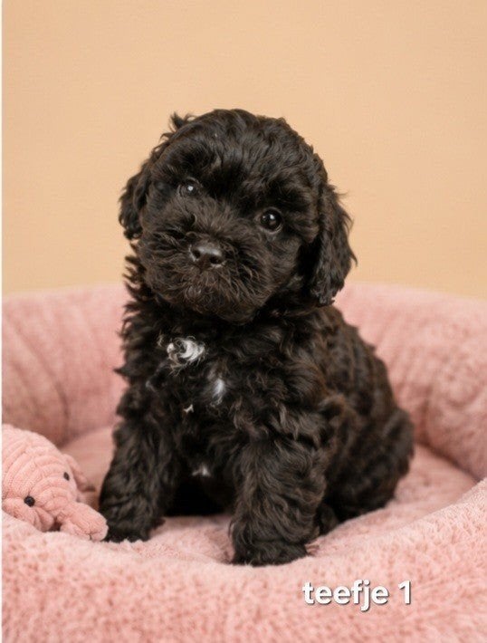 Mooie boomer pups, Parvo, Overige rassen, 8 tot 15 weken, Meerdere