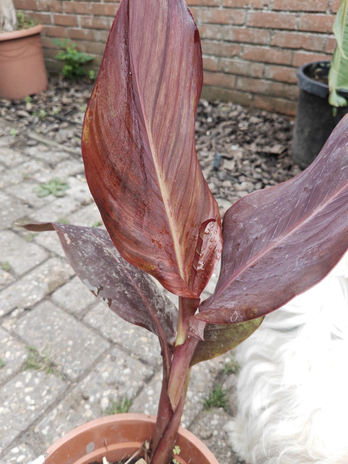 Canna belle amie, Ophalen of Verzenden, Zomer, Vaste plant, Volle zon