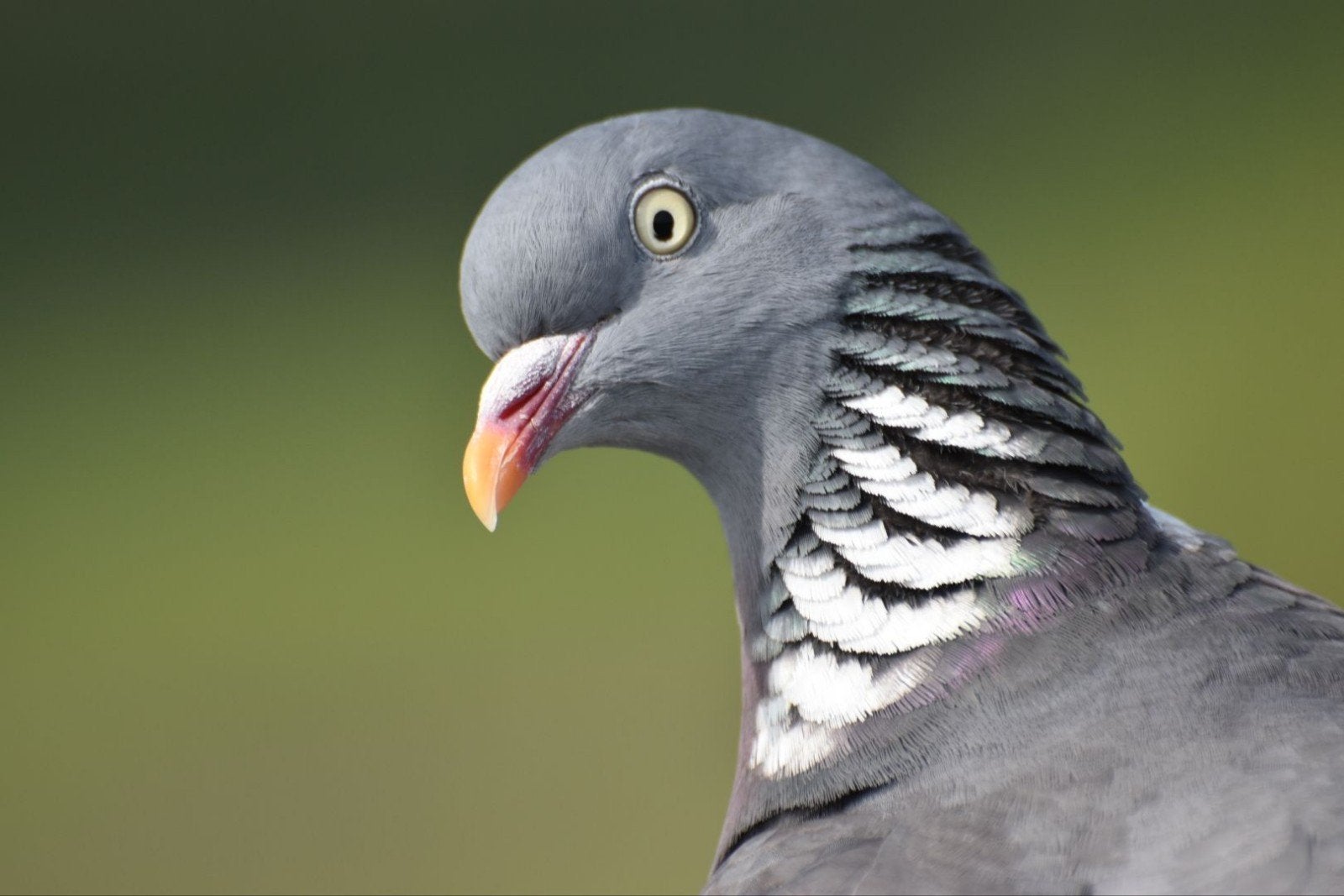 Gezocht 4 jonge postduiven voor duiventil, Dieren en Toebehoren, Vogels | Duiven, Meerdere dieren, Postduif