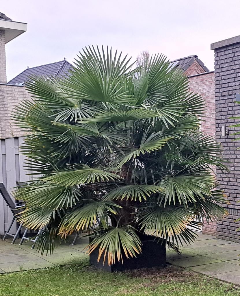 Grote 3 stammig Trachycarpus fortunei / waaier palmboom, 250 tot 400 cm, Zomer, Palmboom, Ophalen