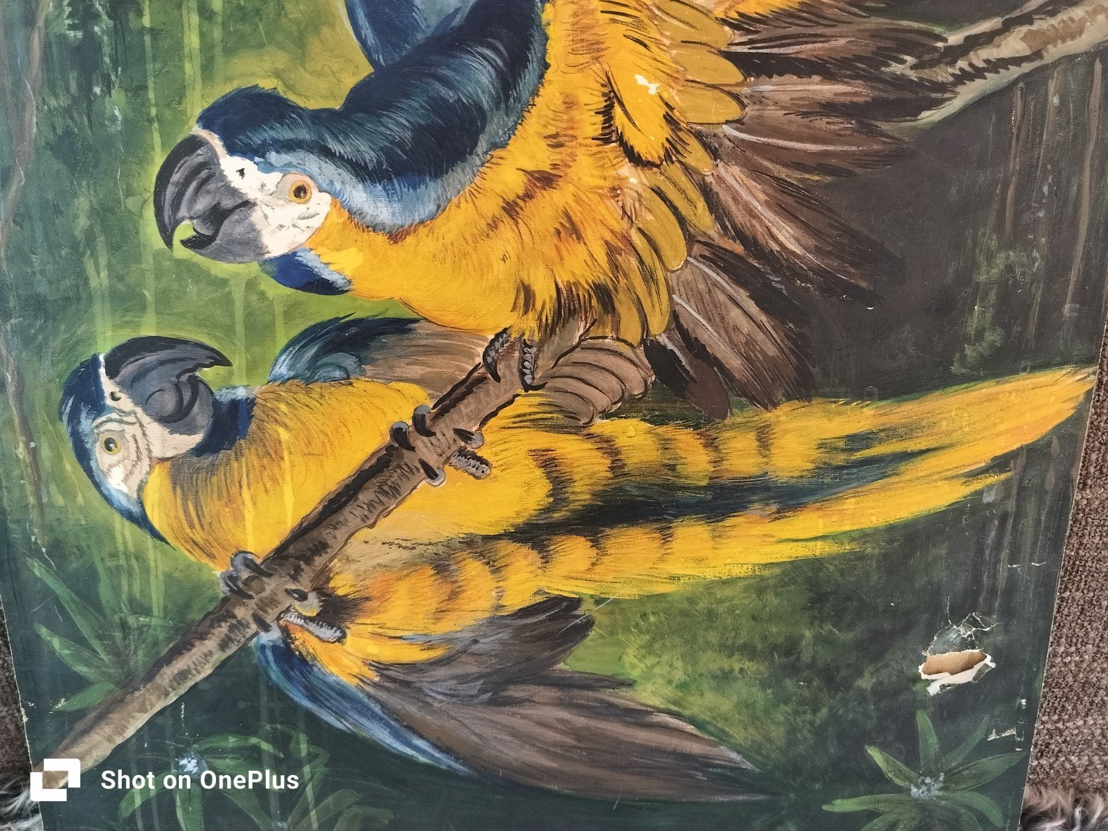 Schilderij: Twee kleurrijke papagaaien op papier (72x49cm), Ophalen of Verzenden