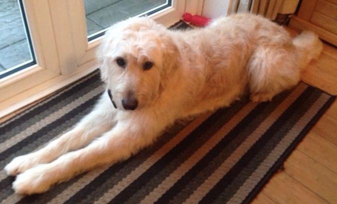 huisdieren oppas aan huis tijdens vakantie, Ophalen of Verzenden, Hond