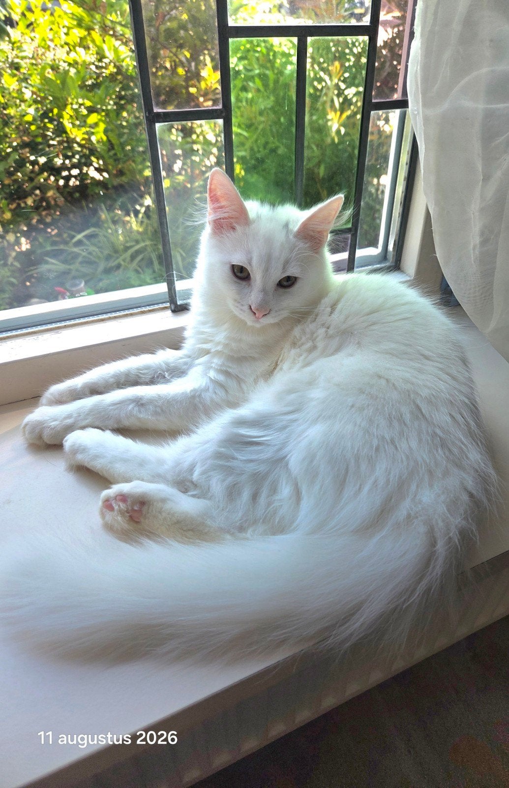 kitten kater Ragdol  met zijn Mama Siamees, Kater, Gechipt