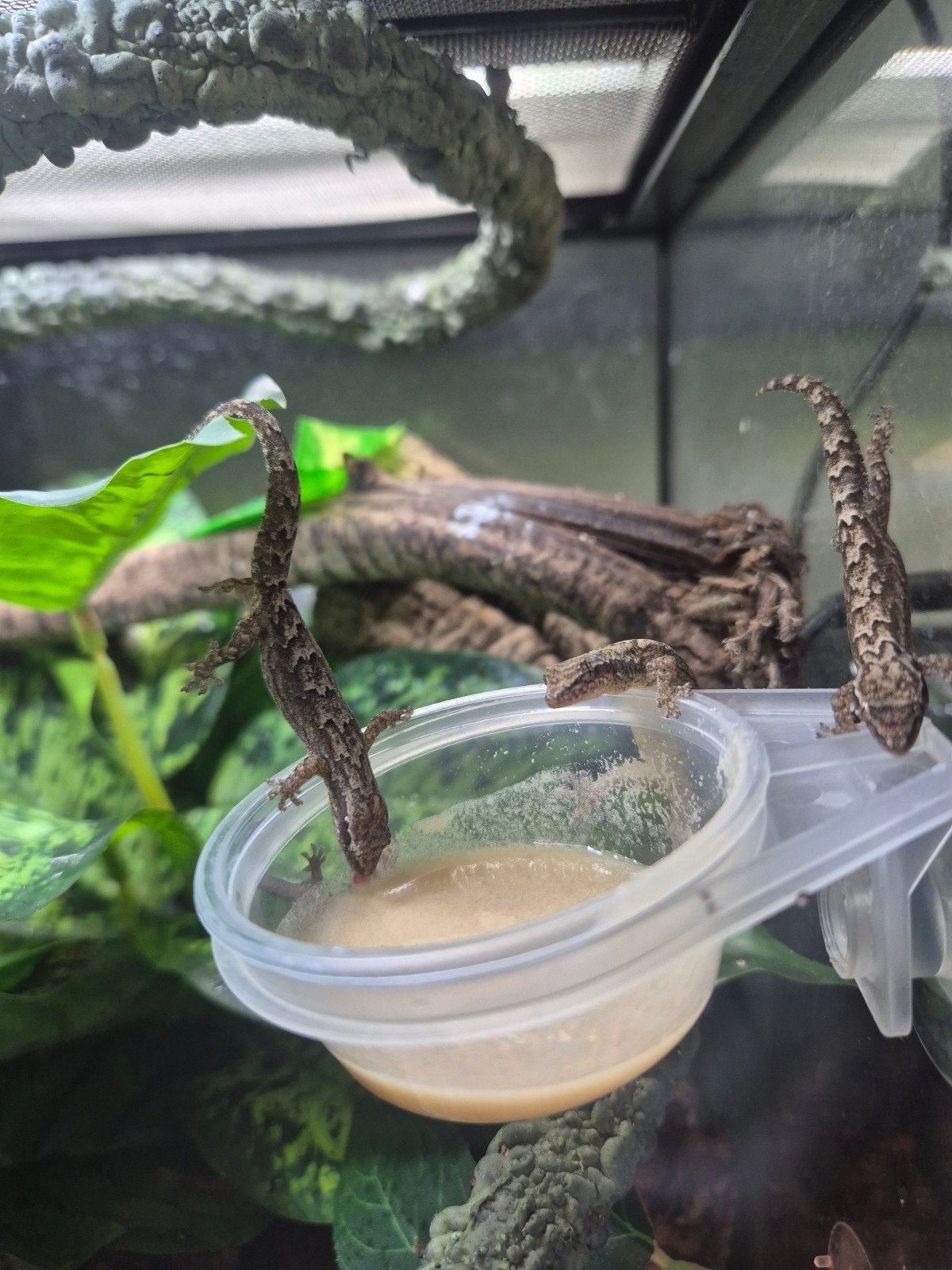 juvenile rouwgekko's te koop (Lepidodactylus lugubris), Dieren en Toebehoren, Overige soorten, 0 tot 2 jaar