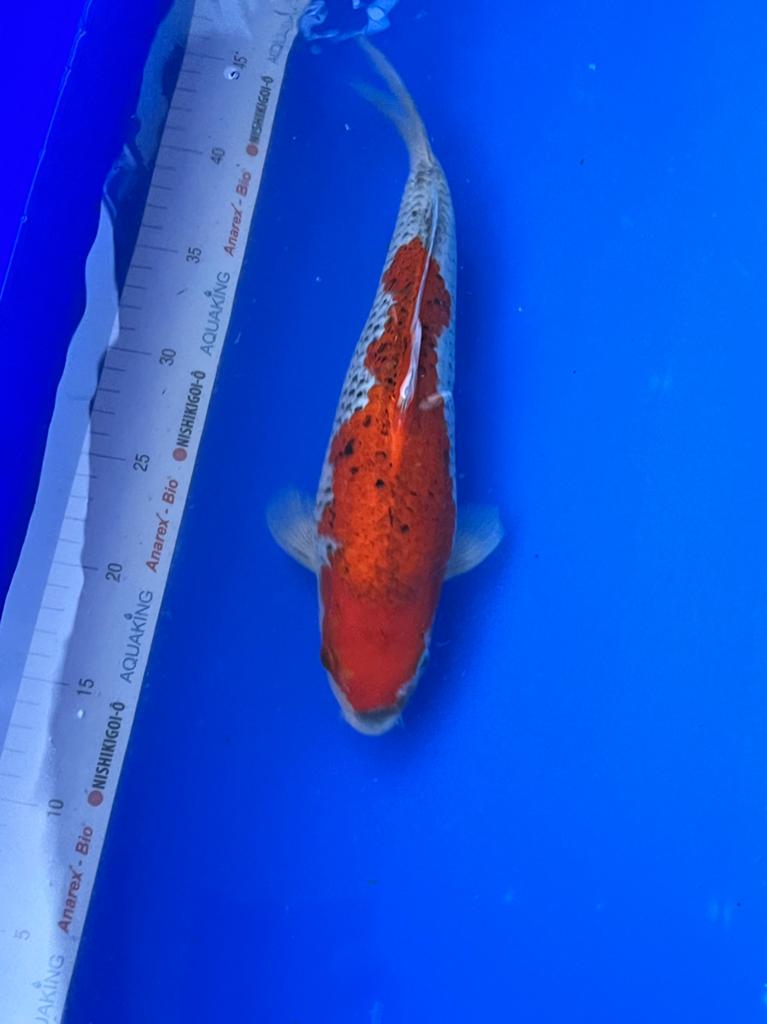 Goshiki, Dieren en Toebehoren, Vissen | Vijvervissen, Karper of Koi
