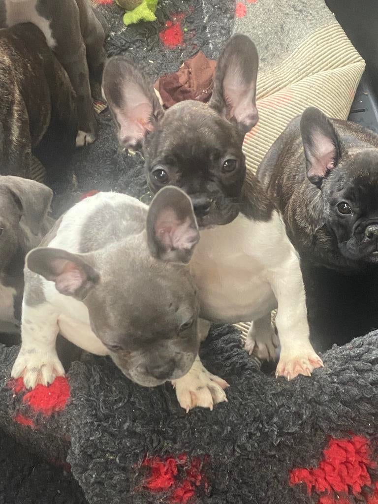 Franse Bulldog pups met stamboom 🐶🐾, Dieren en Toebehoren, Honden | Bulldogs, Pinschers en Molossers, 8 tot 15 weken, Parvo