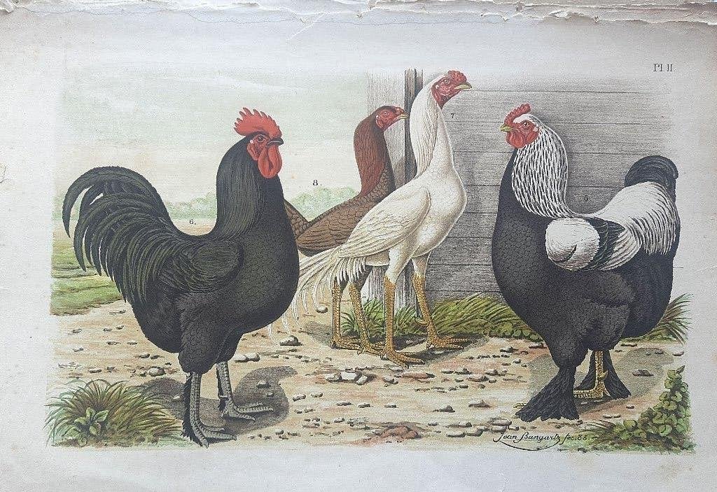 5 X Antieke handgekleurde litho's van hanenrassen 1883, Ophalen, Handgekleurd, 39 cm, Flora en Fauna