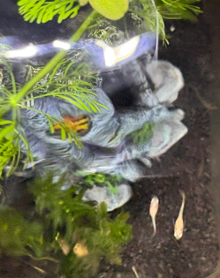 Baby guppy’s vis, Ophalen, Nieuw