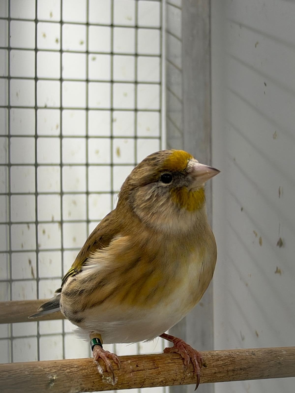 te koop aangeboden Bastaard putter - kanarie pop, Dieren en Toebehoren
