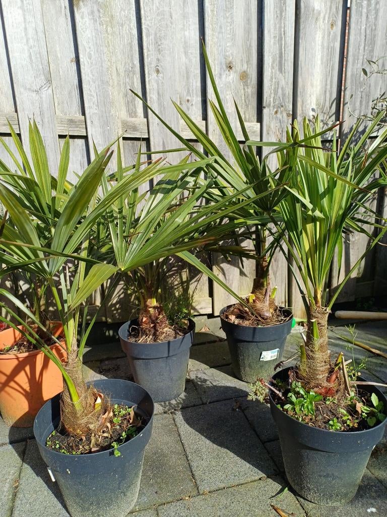 Trachycarpus fortunei palmen winter hard, Tuin en Terras, Ophalen of Verzenden, Overige soorten, Volle zon
