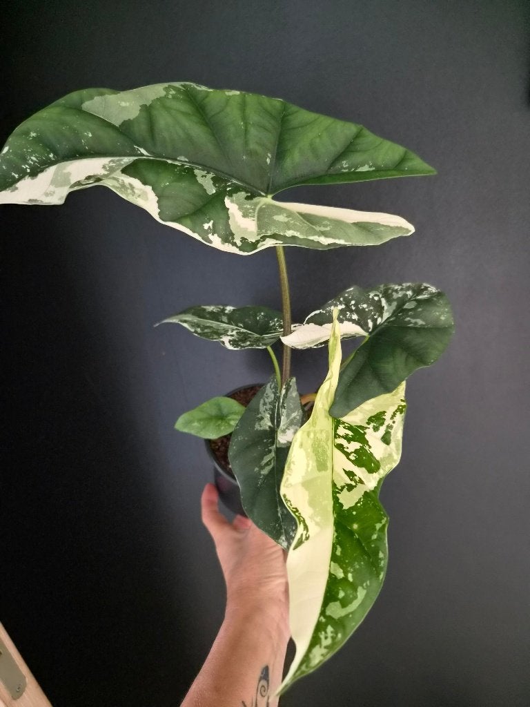 Alocasia Simpo Albo, Huis en Inrichting, Kamerplanten, Ophalen of Verzenden, Halfschaduw, Minder dan 100 cm