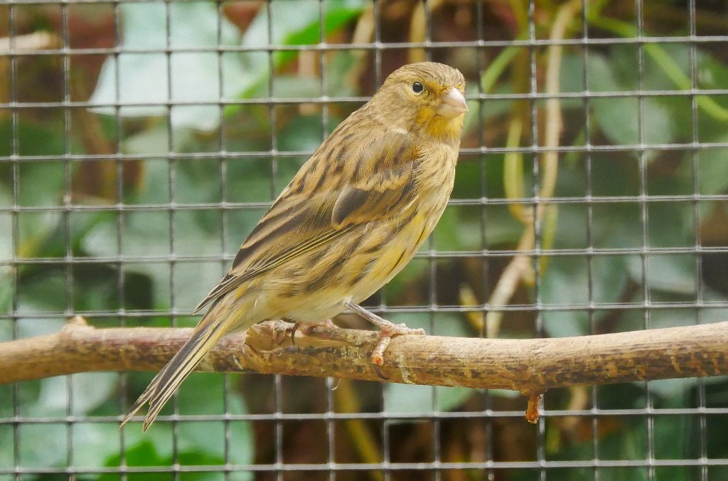 kanaries, Dieren en Toebehoren, Vogels | Kanaries, Meerdere dieren, Kleurkanarie