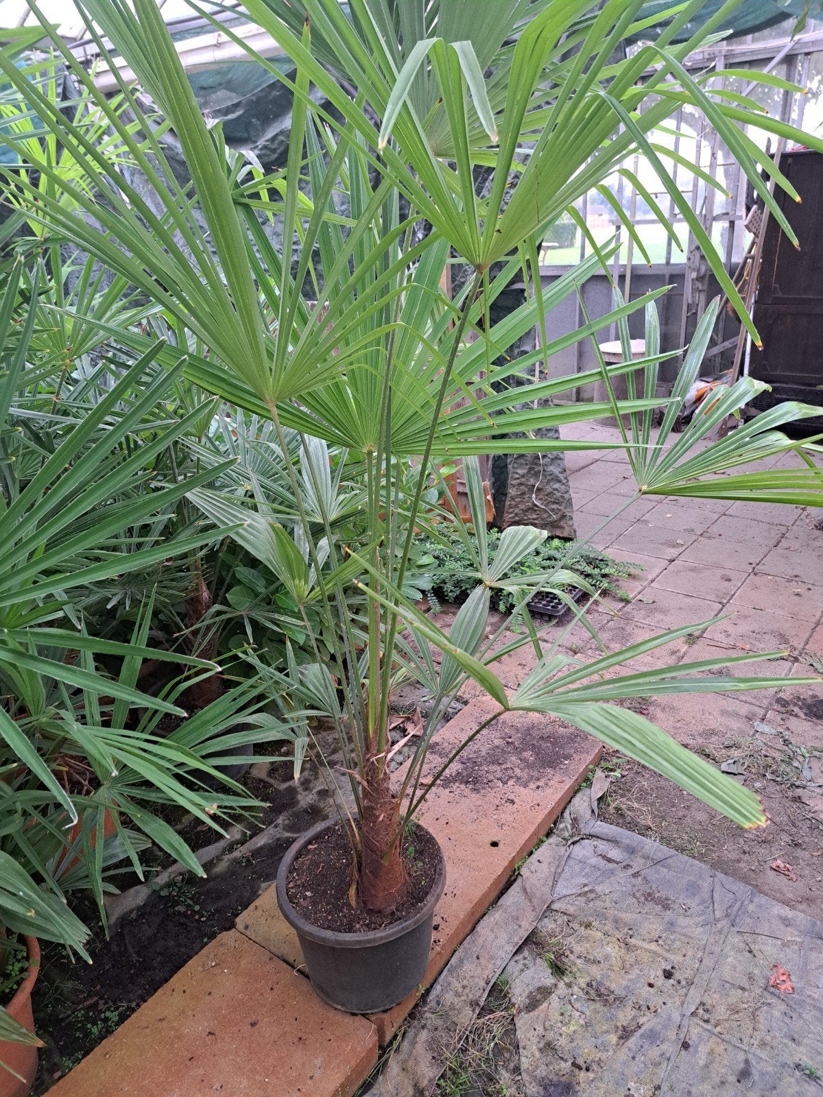 Trachycarpus Fortunei in pot gekweekt, Volle zon, Vaste plant, Bloeit niet, Ophalen