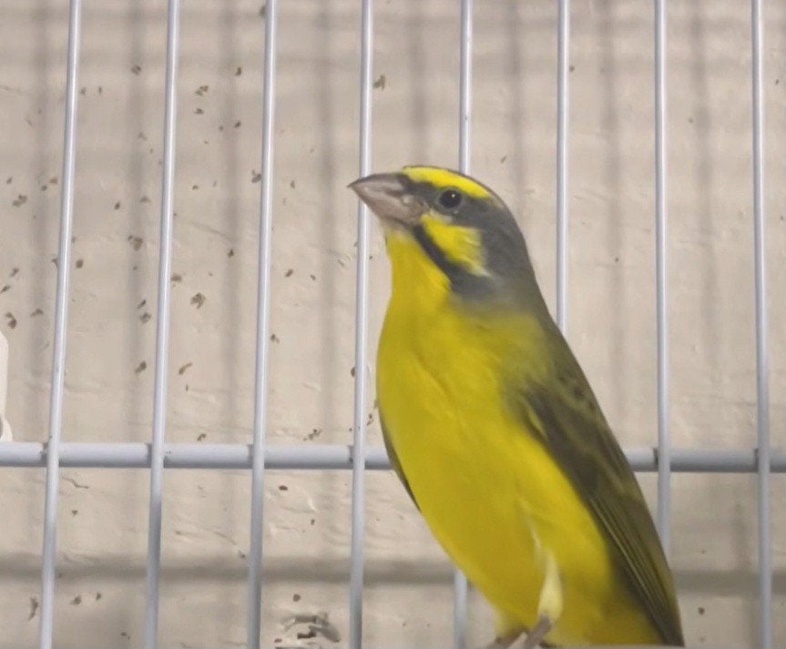 Mozambiquesijs Man geringd 2025, Mannelijk, Tropenvogel, Geringd