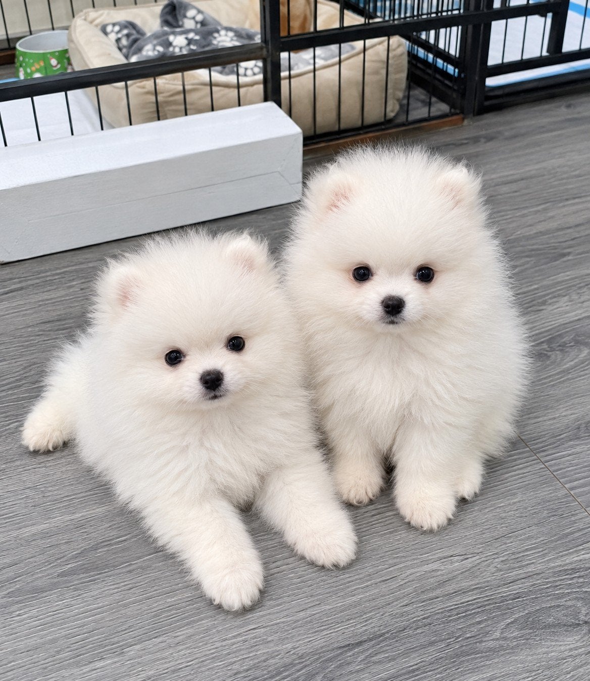 Pomeriaan pups, Overige rassen, Teef, Eén hond, Nederland