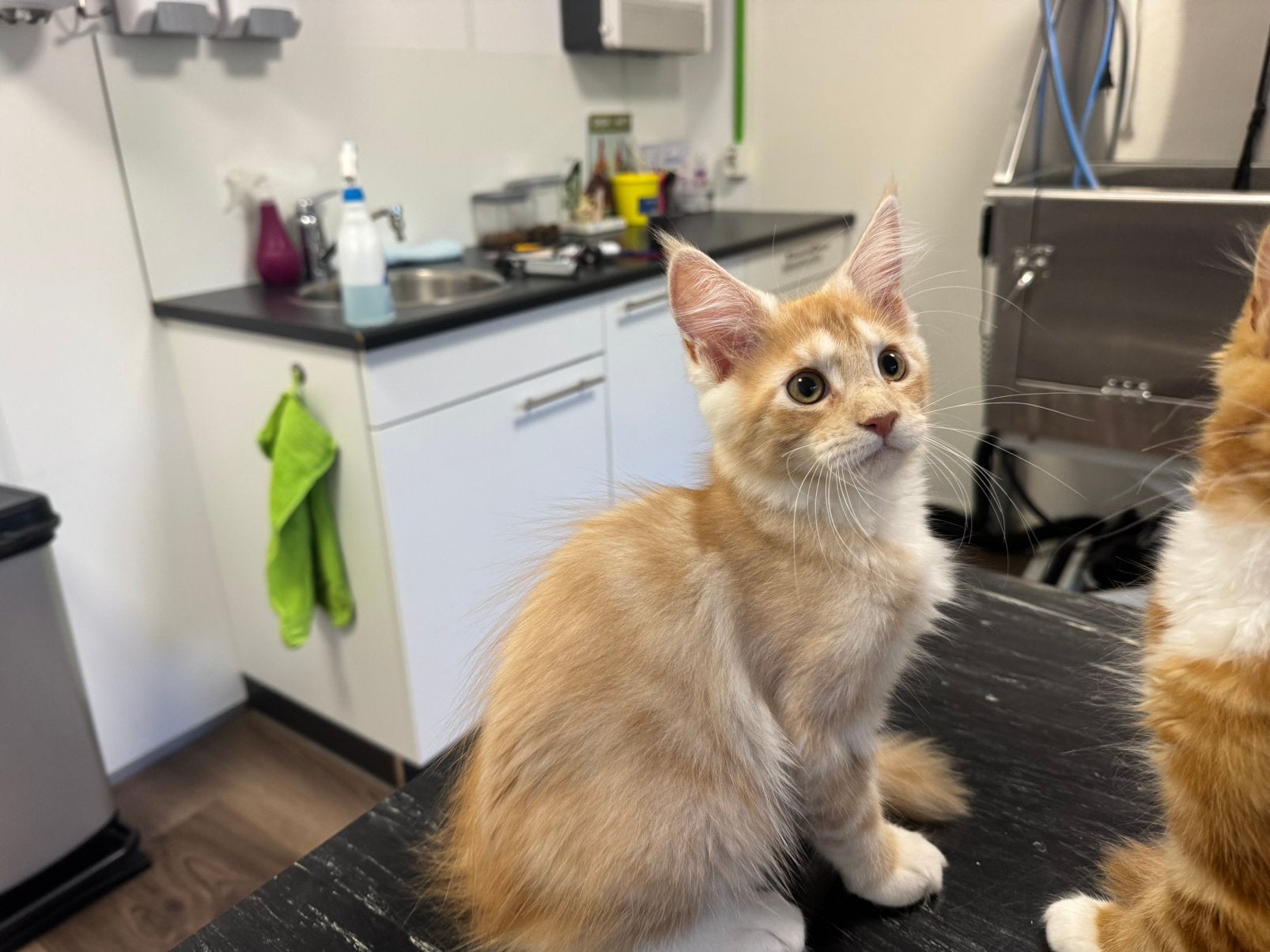 Prachtige Maine Coon kitten te koop, mag direct verhuizen, Dieren en Toebehoren, Katten en Kittens | Raskatten | Langhaar, Meerdere dieren