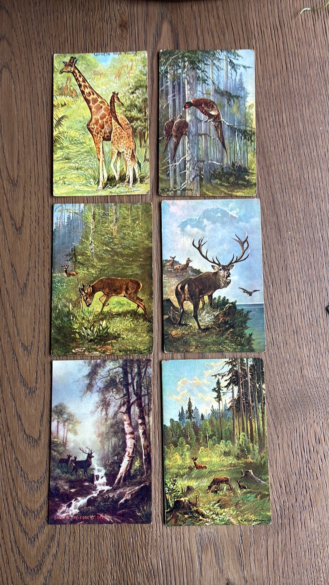 21 kaarten.Dieren in het wild, kleine verzameling vanaf 1904, Ophalen of Verzenden, Voor 1920, Overige thema's