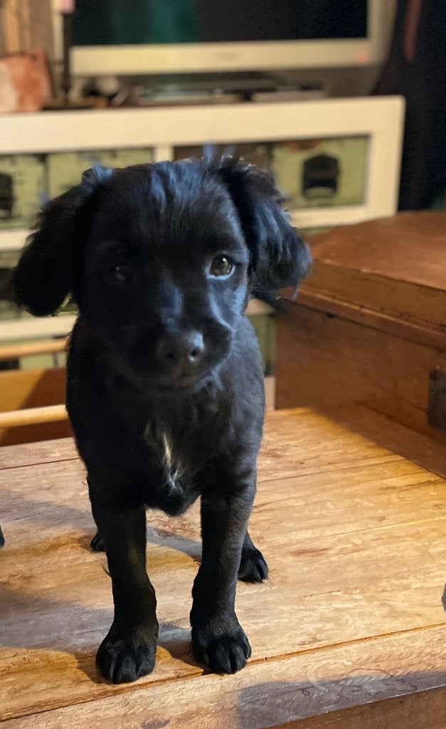 Markies pup - puppy's - nog 1 reutje! - unieke kans!, 8 tot 15 weken, Eén hond, Nederland, Particulier