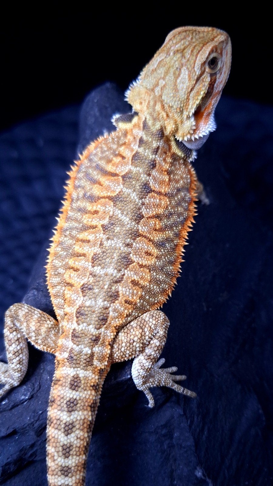 AANBIEDING !!!! 50% Red Monster Leatherback vrouw., Dieren en Toebehoren, Reptielen en Amfibieën, Hagedis, 0 tot 2 jaar