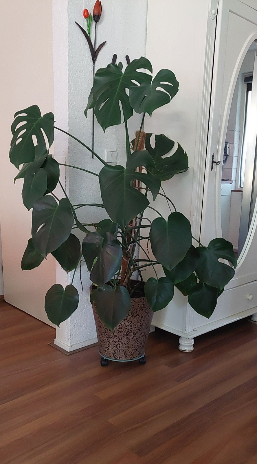 Grote Monstera Deliciosa kamerplant in pot, Ophalen, 100 tot 150 cm, Overige soorten, Halfschaduw