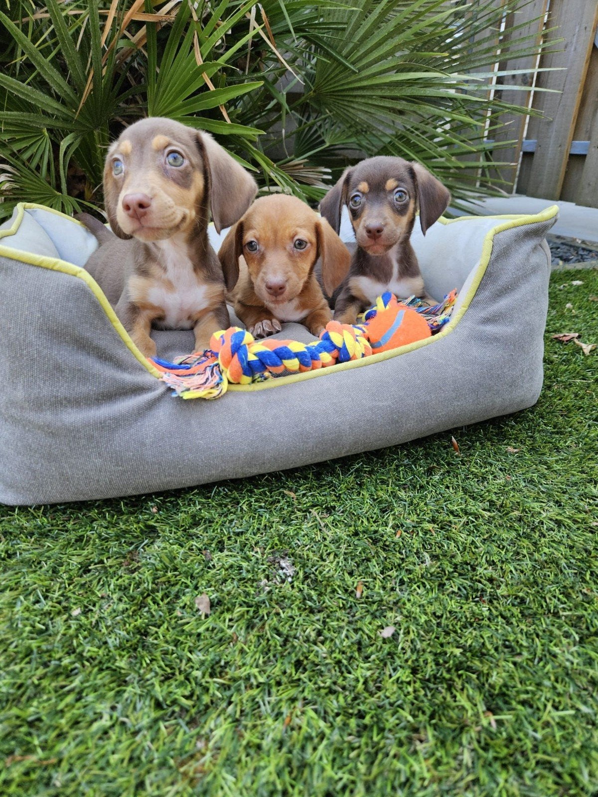 Dwerg teckel X Jack Russel  dwergteckel pups, Dieren en Toebehoren, Honden | Teckels en Dashonden, 8 tot 15 weken, Meerdere, Nederland