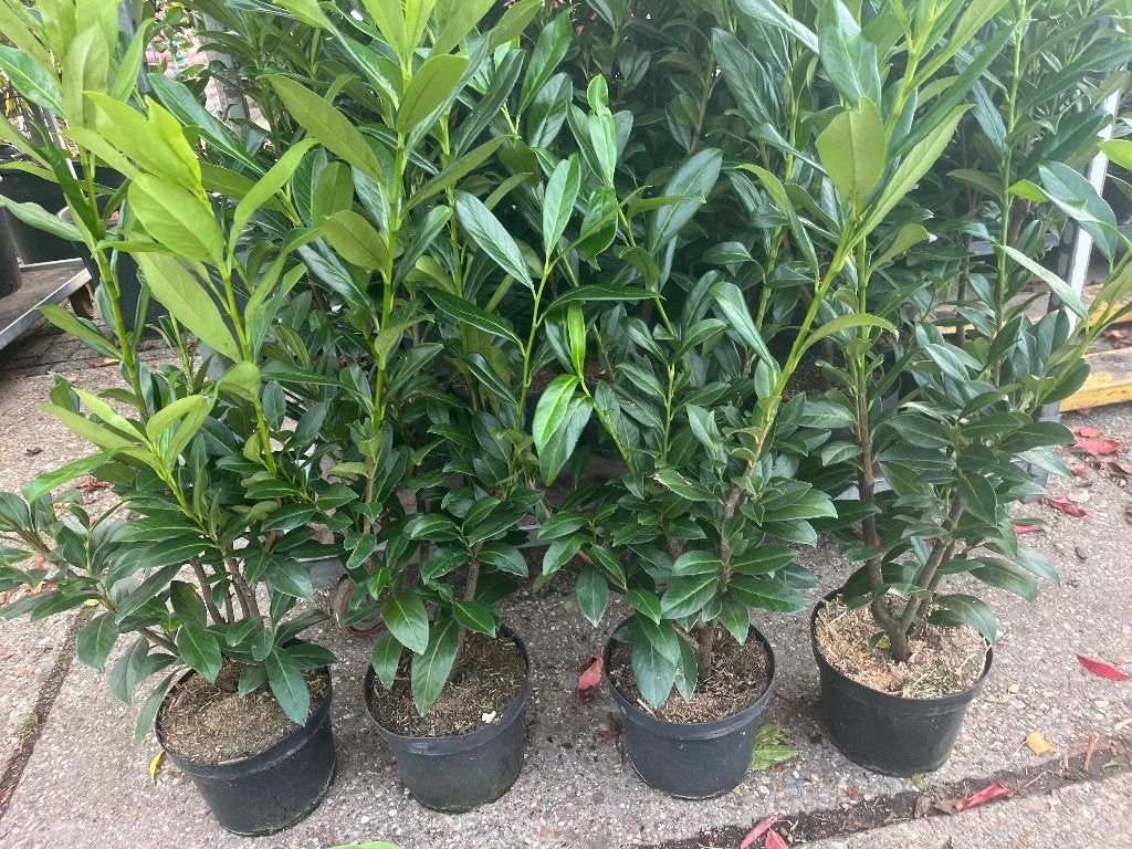 Laurierkers 'Caucasica' - Haagplant, Ophalen, Laurier, Haag, Minder dan 100 cm