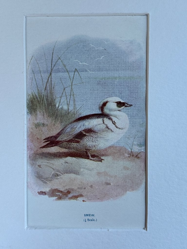 1901 - Nonnetje / Smew / P0666-21, Antiek en Kunst, Kunst | Etsen en Gravures, Ophalen of Verzenden, Overige technieken, 1900 - 1949