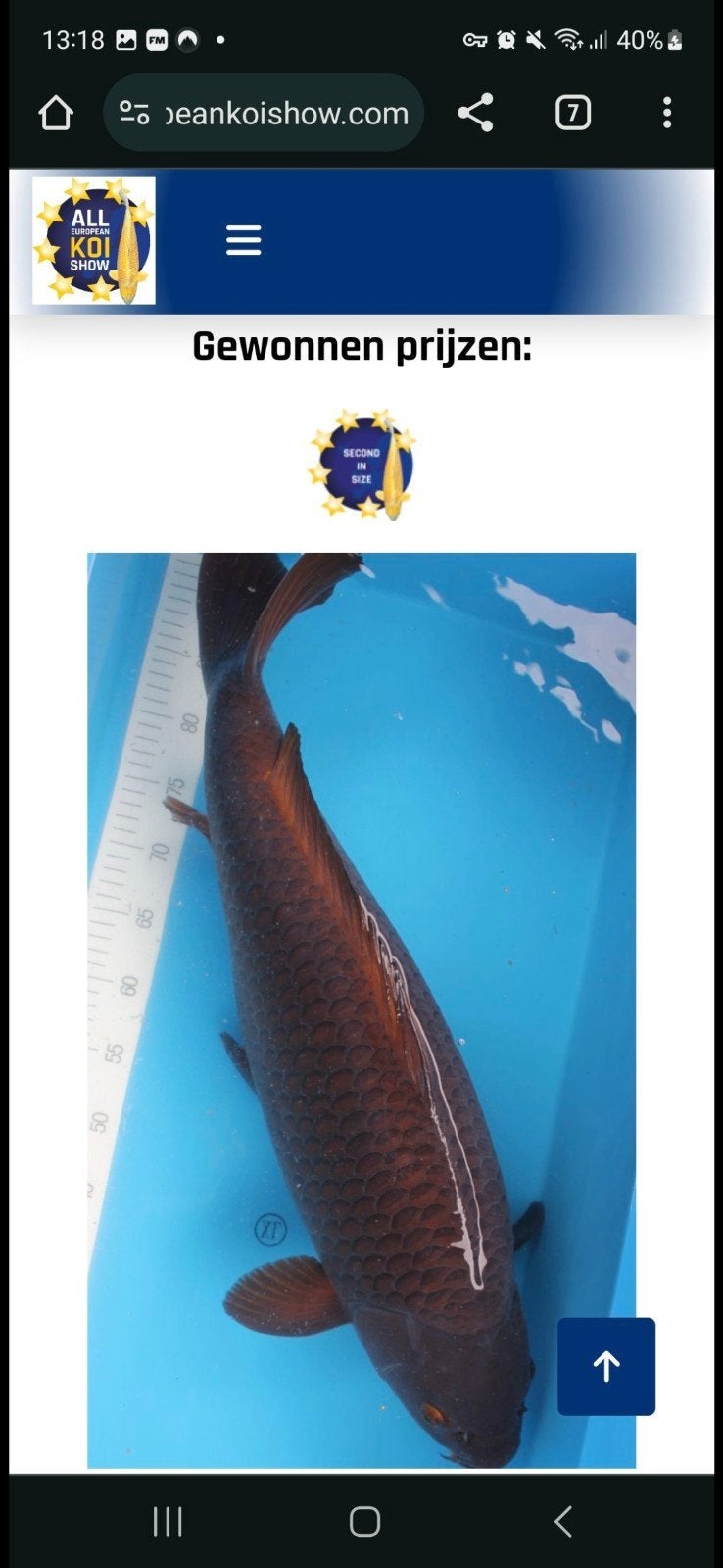 Grote vriendelijke reus chagoi, Karper of Koi