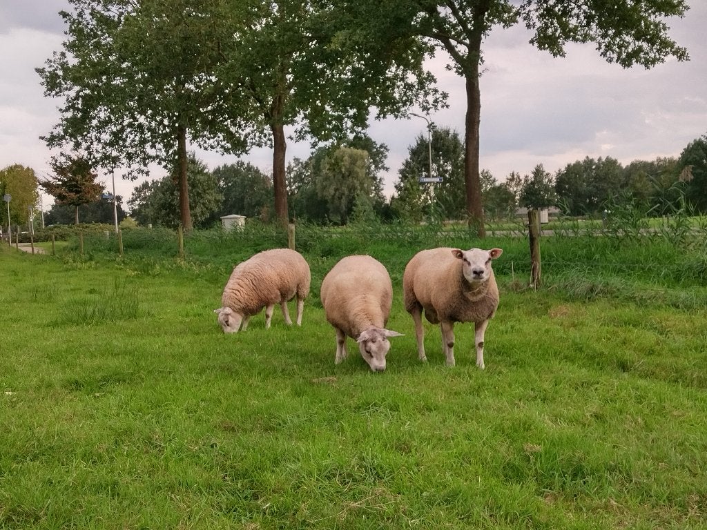 Best ontwikkelde Texelaar ram lammeren, dekrammen, Dieren en Toebehoren, Mannelijk, Schaap, 0 tot 2 jaar