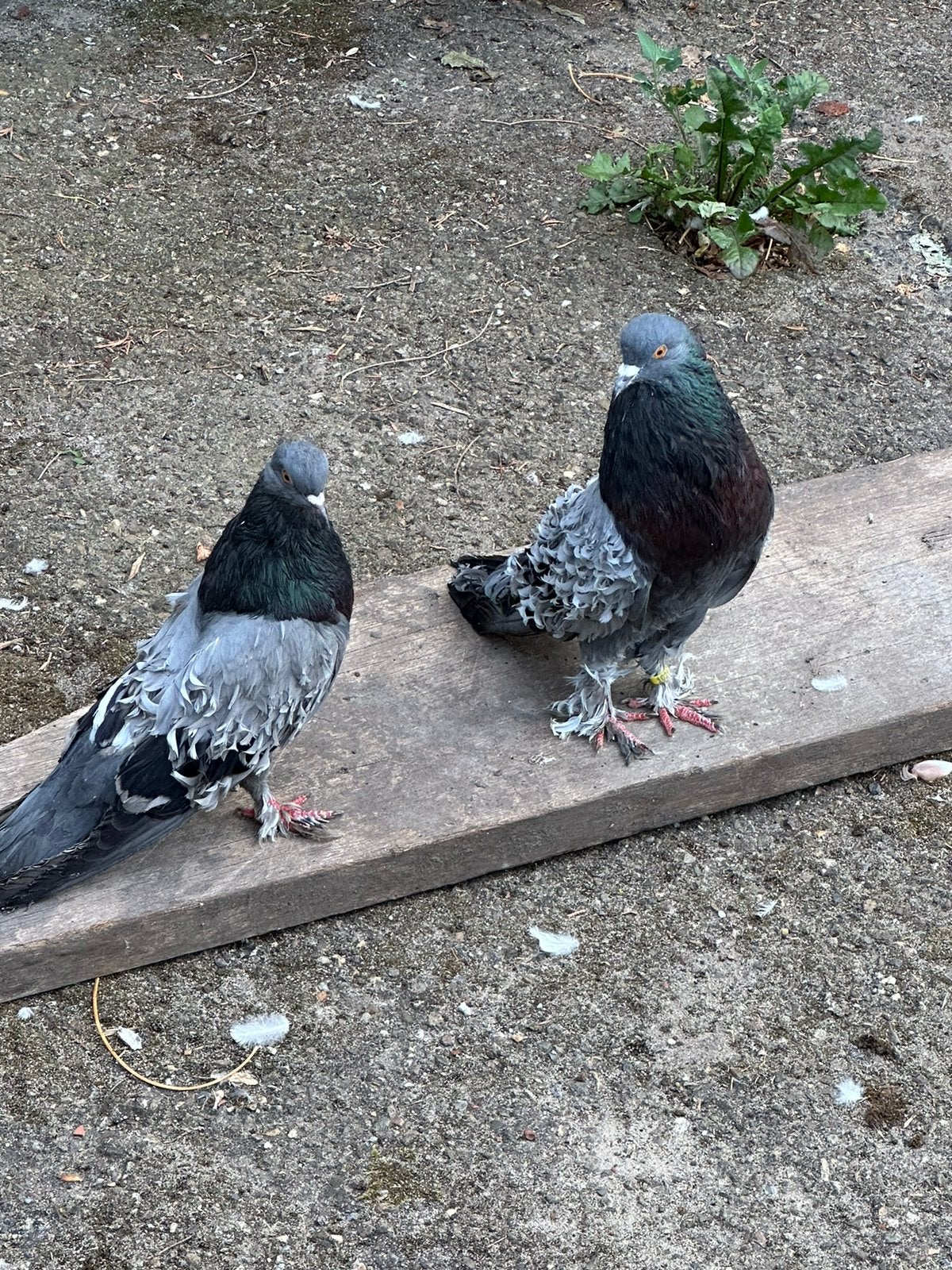 Sierduiven, Meerdere dieren, Overige soorten