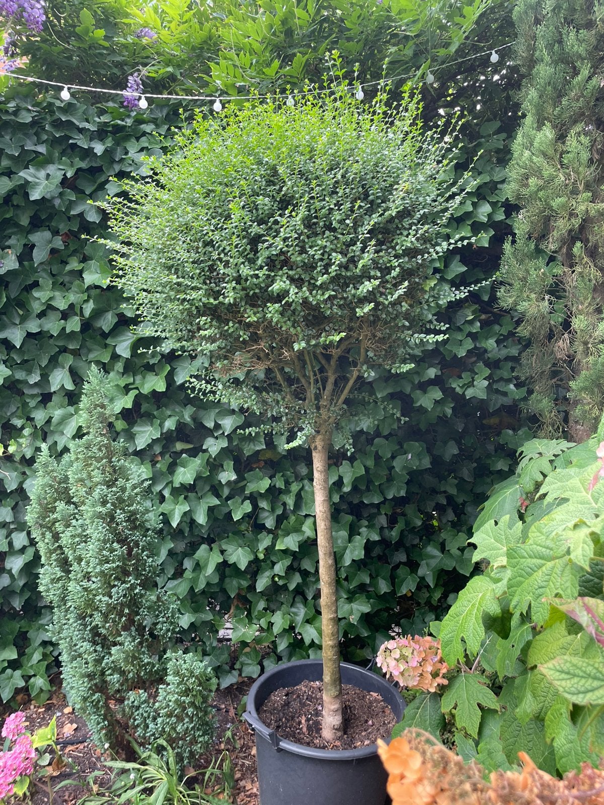 Te koop mooie liguster op stam, Overige soorten, 100 tot 250 cm, Zomer, Ophalen