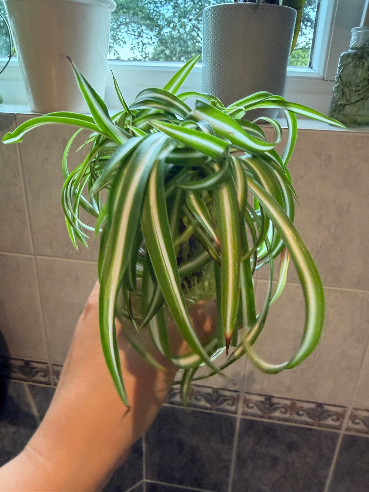 Graslelie (Chlorophytum) met wortels, Ophalen, Overige soorten, Halfschaduw, Minder dan 100 cm