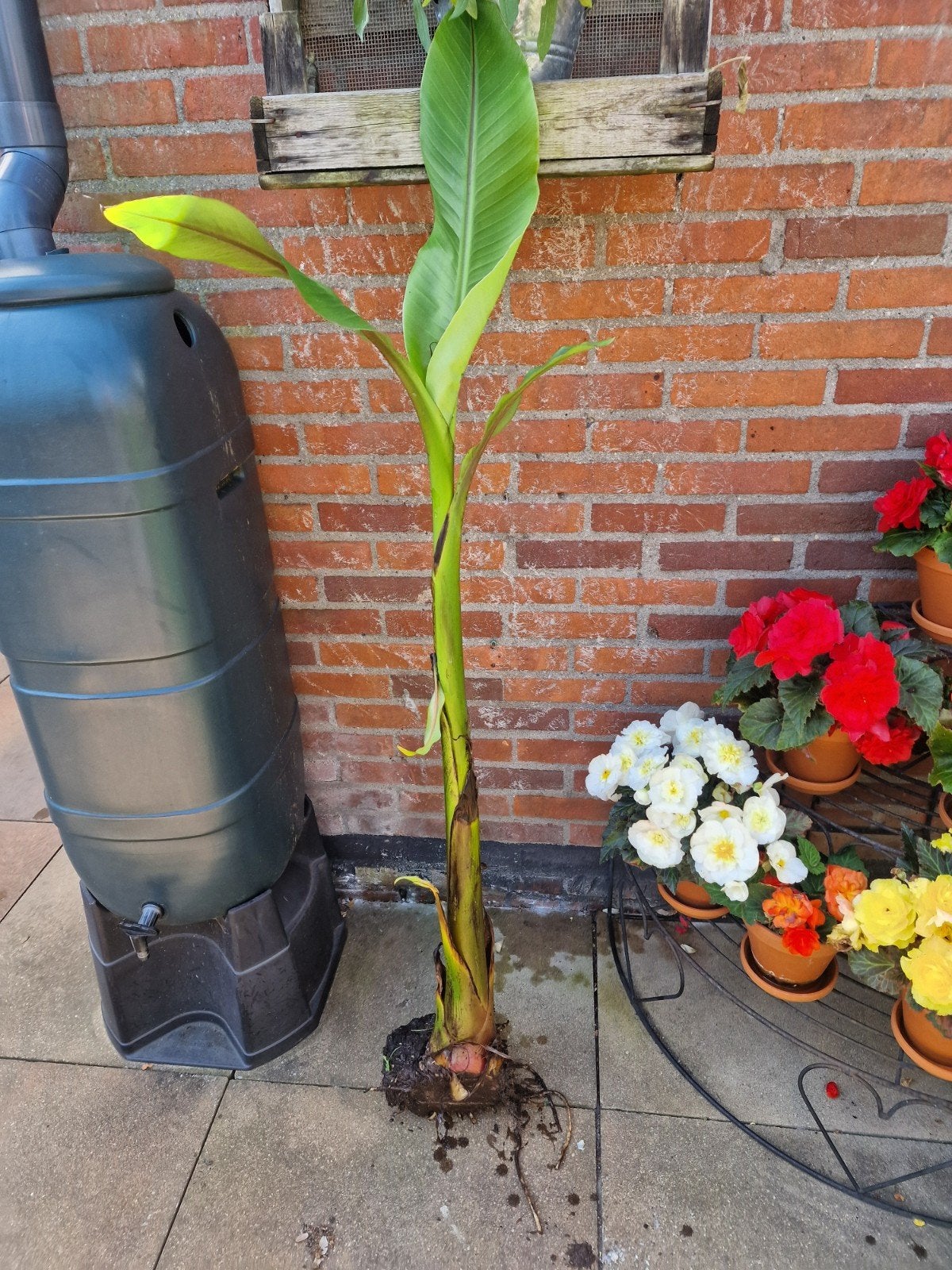 Bananenboom (Musa) - ca. 130cm hoog, Tuin en Terras, Ophalen, Overige soorten, Volle zon