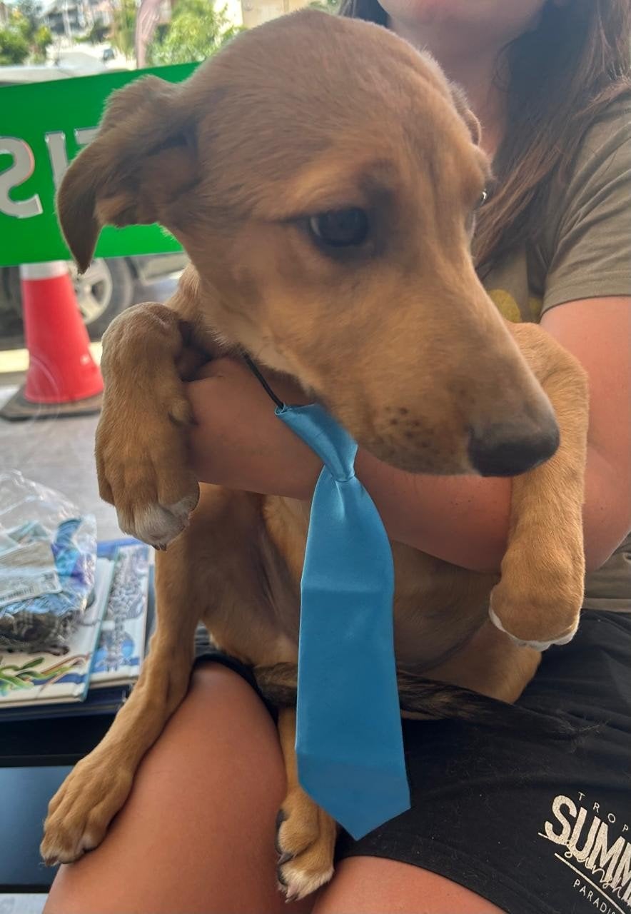 Shkyper verblijft in Cyprus, Dieren en Toebehoren, Honden | Niet-rashonden, 15 weken tot 1 jaar, Buitenland, Parvo, Eén hond