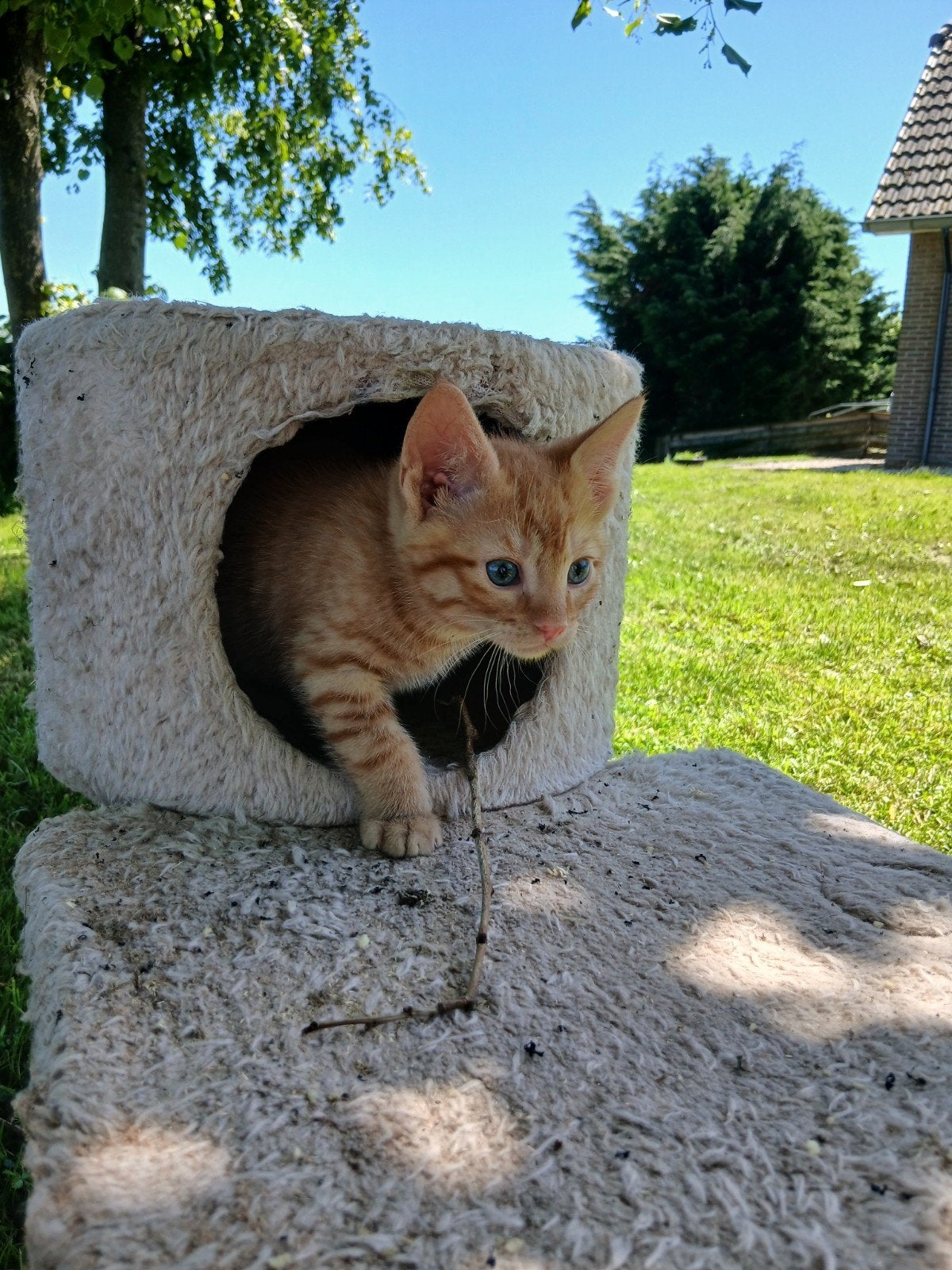 Lieve, mooie kittens te koop, Meerdere dieren, Kortharig, 0 tot 2 jaar