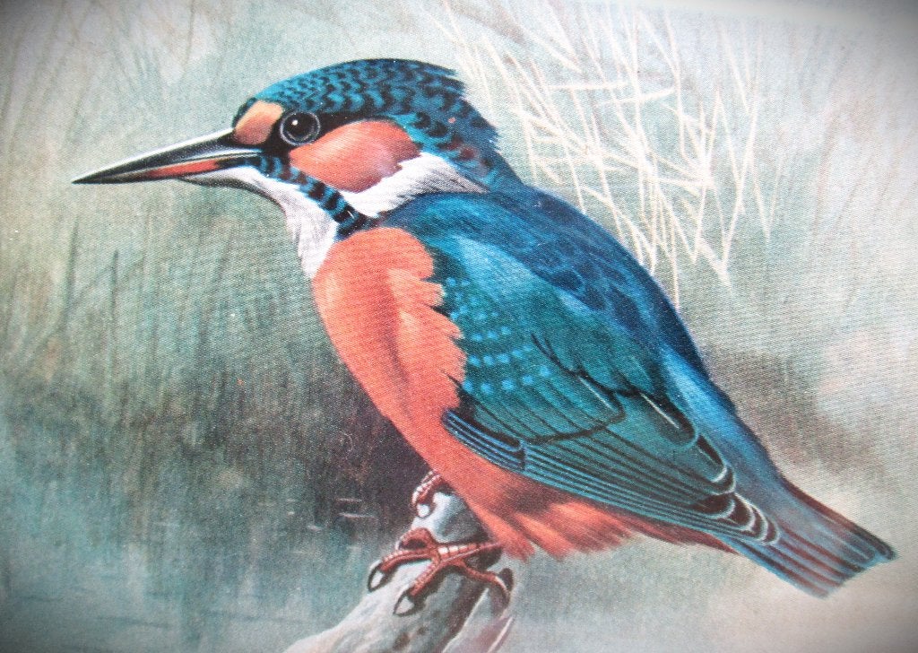 IJsvogel~Basil Ede~Kingfisher~Kunstdruk in Houten lijst, Ingelijst, Ophalen of Verzenden, Dieren en Natuur, Zeefdruk