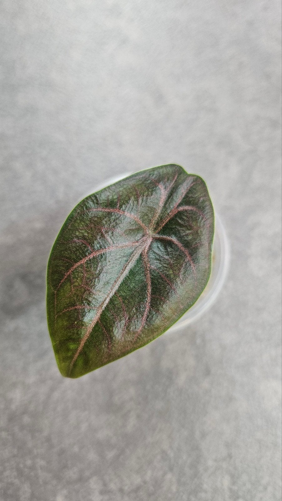 Alocasia azlanii, Ophalen of Verzenden, Halfschaduw, Minder dan 100 cm