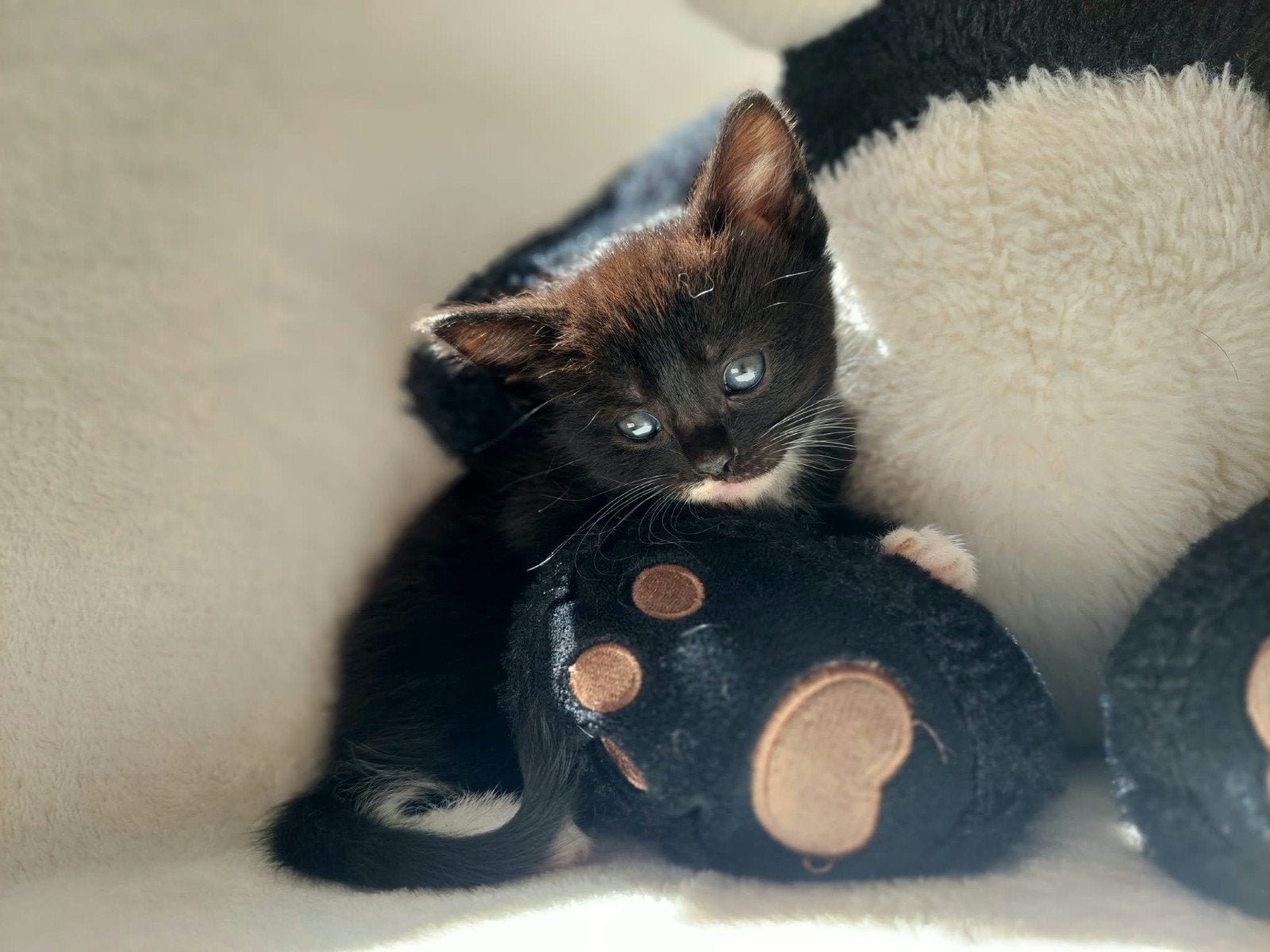 Lieve aanhankelijke kittens, Dieren en Toebehoren, Katten en Kittens | Overige Katten, Meerdere dieren, 0 tot 2 jaar