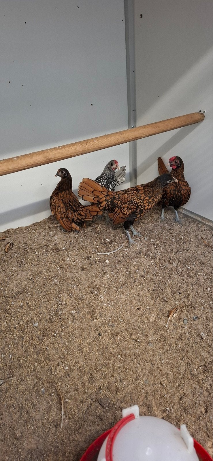Tekoop sebright, Dieren en Toebehoren, Pluimvee, Meerdere dieren, Kip