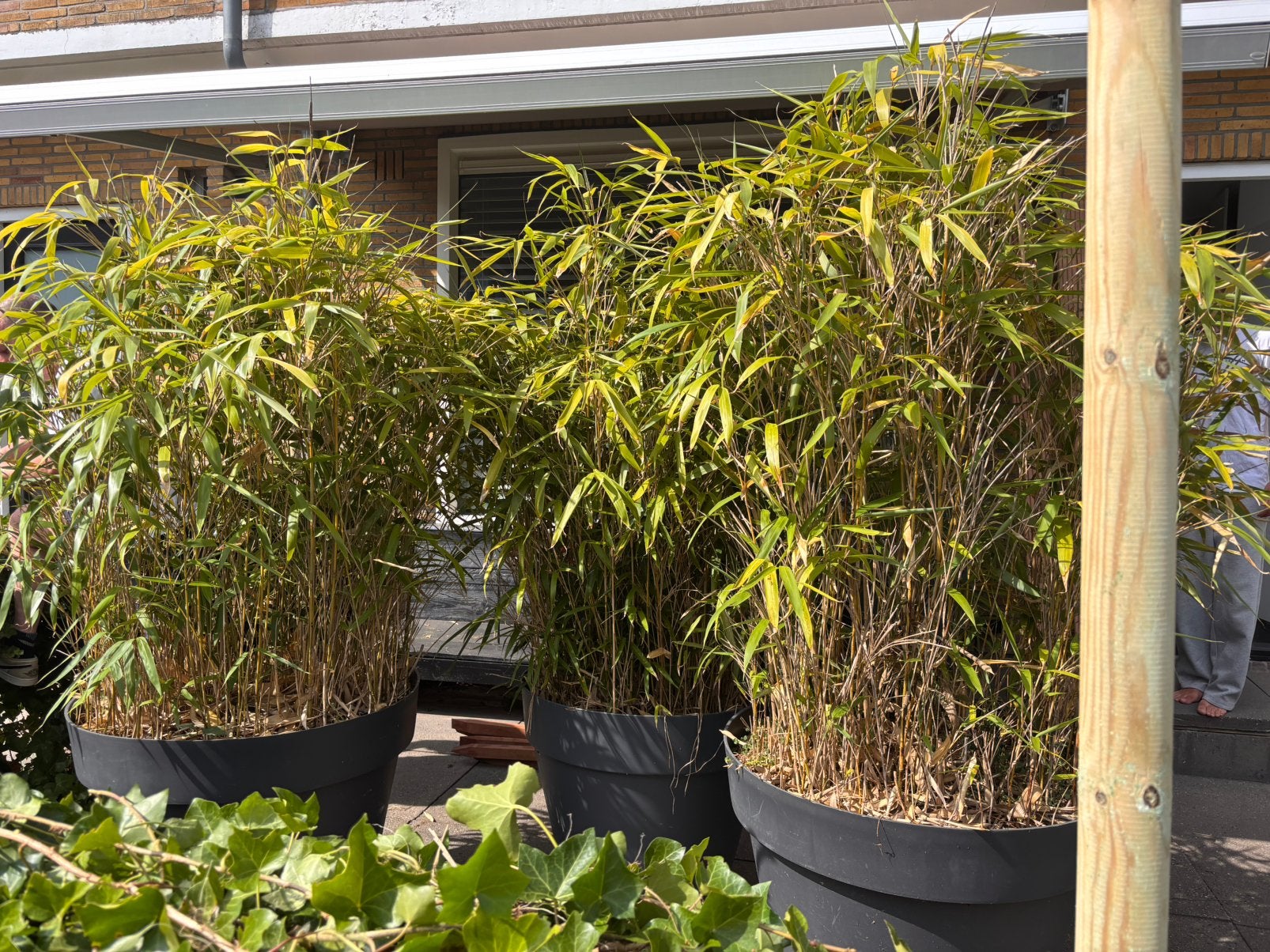 Bamboe 3x met grote potten, Tuin en Terras, Planten | Struiken en Hagen, Ophalen, Bamboe