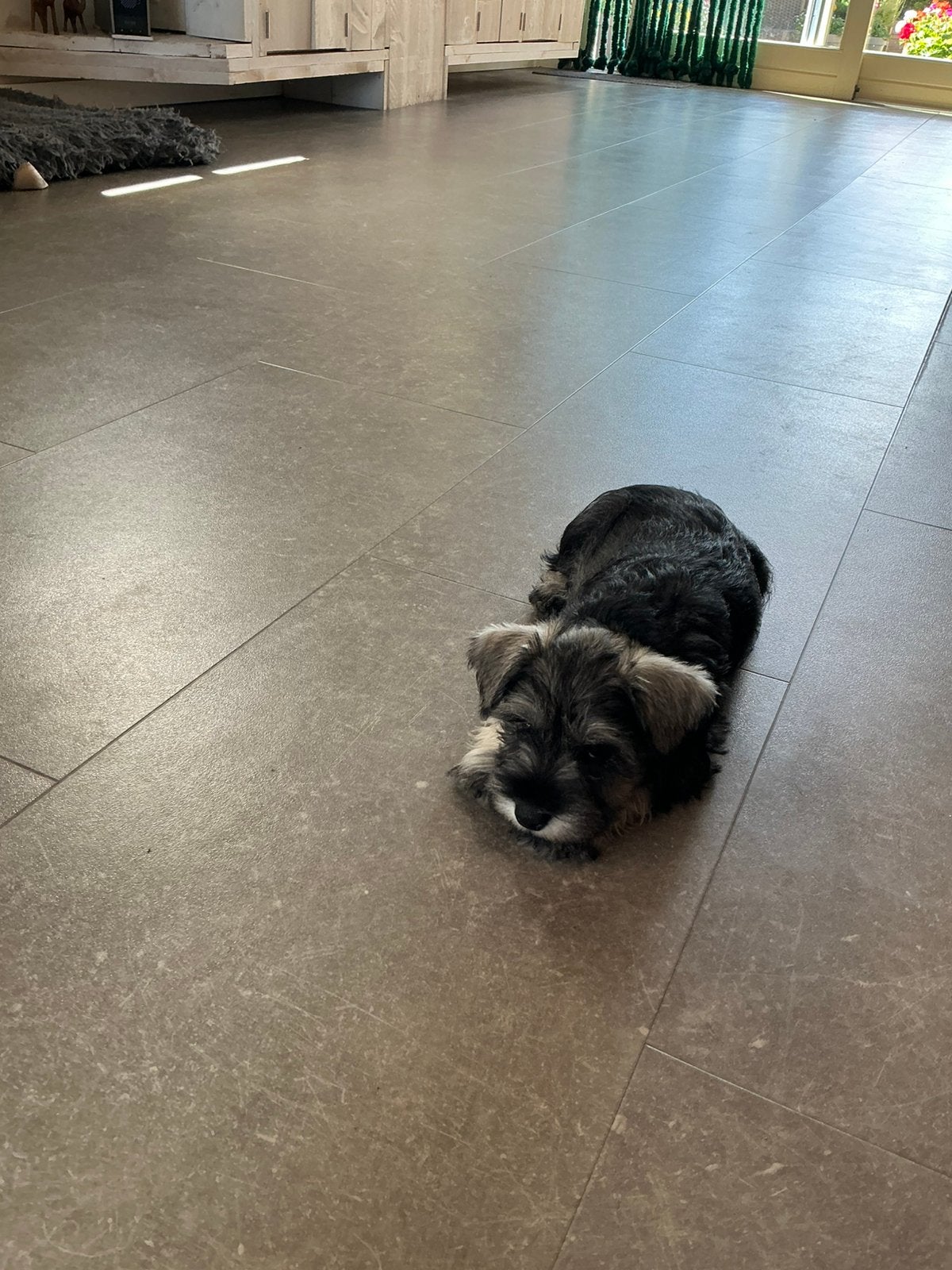 Dwerg schnauzer Dwergschnauzer pup reutje peper/zout, Parvo, Overige rassen, 8 tot 15 weken, Meerdere dieren