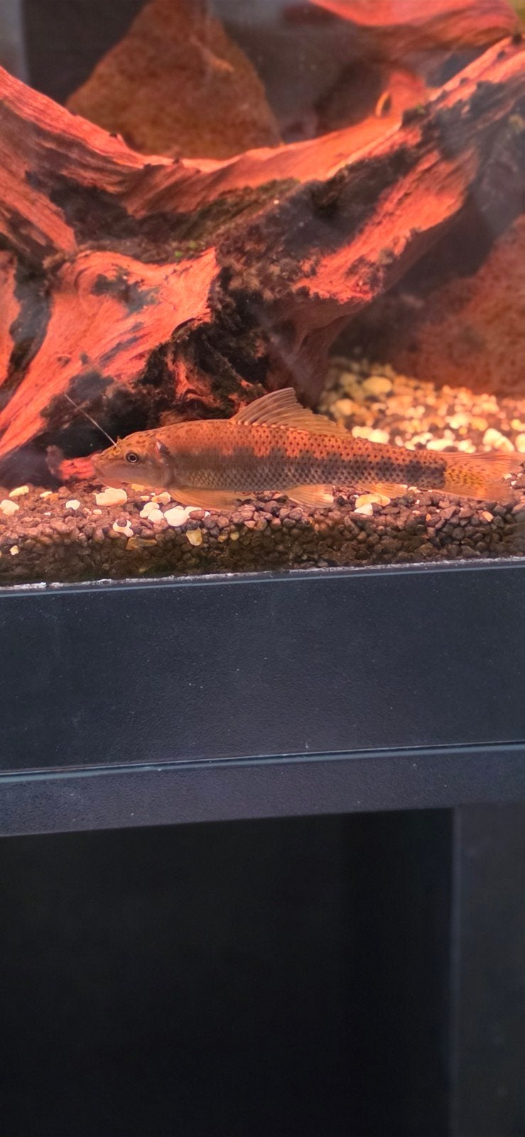 Te koop 1 Indische algeneter 10 cm, Dieren en Toebehoren, Vissen | Aquariumvissen, Vis