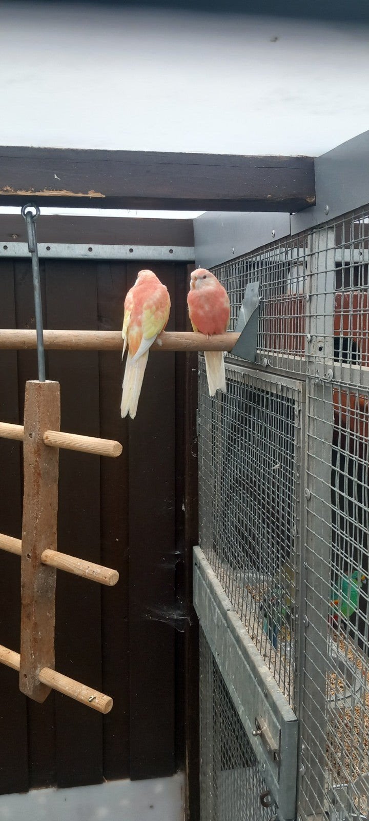 Gezocht  boerke man, Mannelijk, Parkiet