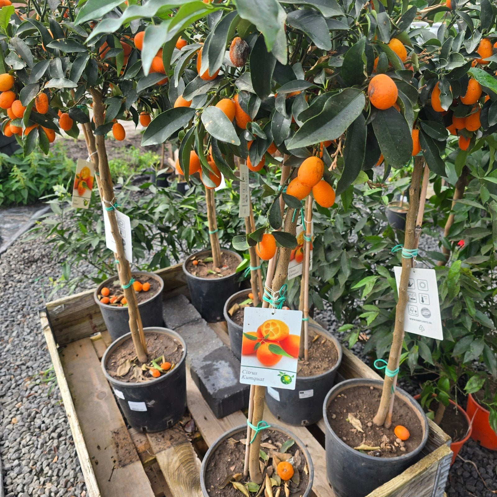 Te koop aangeboden: Prachtige, vruchtdragende Citrusboompjes, Tuin en Terras, Ophalen, Volle zon, Overige soorten, Minder dan 100 cm